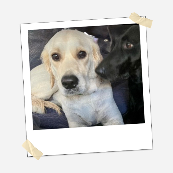 Harley Quinn and Ripley Alice